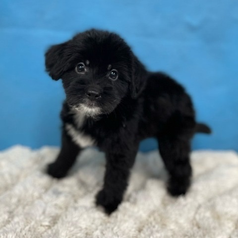 千葉県のハーフ犬・ミックス犬 (かねだい四街道店/2025年6月18日生まれ/女の子/その他色)の子犬の3枚目の画像