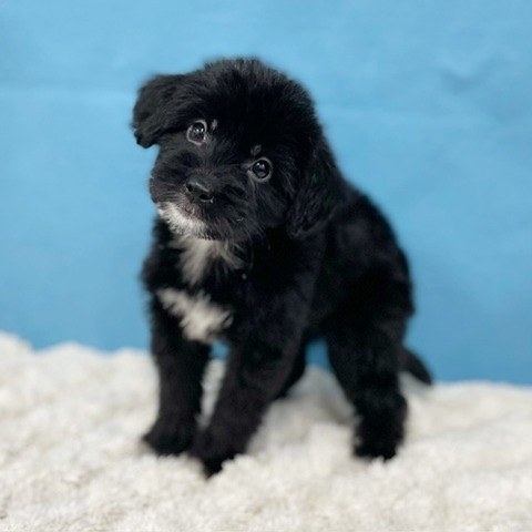 千葉県のハーフ犬・ミックス犬 (かねだい四街道店/2025年6月18日生まれ/女の子/その他色)の子犬の4枚目の画像