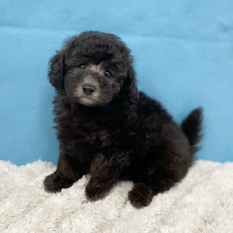 千葉県のトイプードル(トイ) (かねだい四街道店/2025年6月20日生まれ/男の子/シルバー)の子犬の3枚目の画像