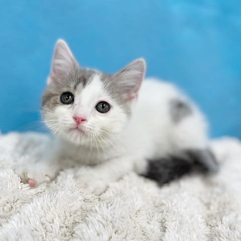 千葉県のマンチカン (かねだい四街道店/2025年6月10日生まれ/男の子/ブルータビーホワイト)の子猫の3枚目の画像