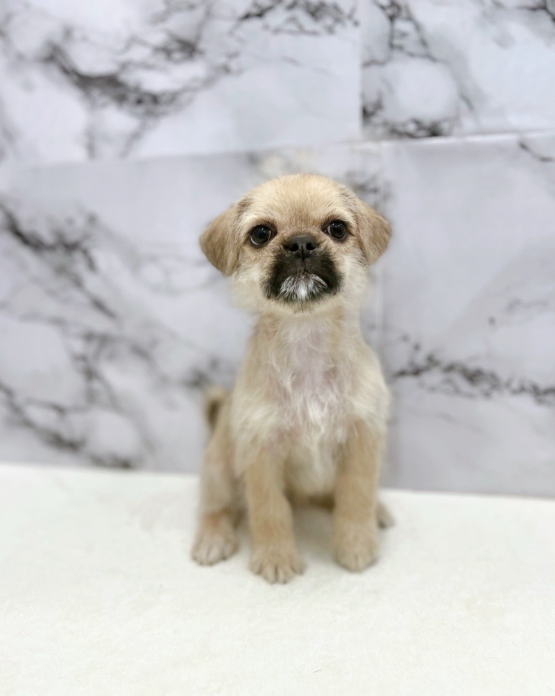 神奈川県のハーフ犬・ミックス犬 (かねだい東戸塚店/2025年5月31日生まれ/女の子/フォーン)の子犬の2枚目の画像
