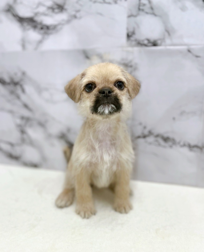 神奈川県のハーフ犬・ミックス犬 (かねだい東戸塚店/2025年5月31日生まれ/女の子/フォーン)の子犬の3枚目の画像