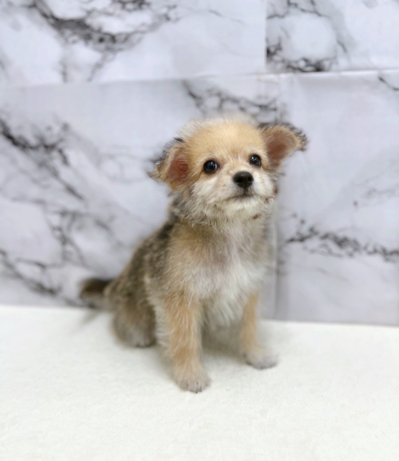 神奈川県のハーフ犬・ミックス犬 (かねだい東戸塚店/2025年6月1日生まれ/男の子/セーブル)の子犬の2枚目の画像