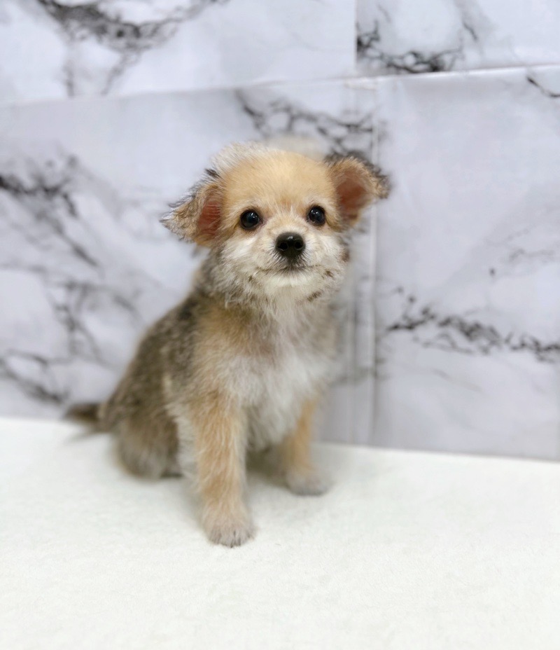 神奈川県のハーフ犬・ミックス犬 (かねだい東戸塚店/2025年6月1日生まれ/男の子/セーブル)の子犬の3枚目の画像