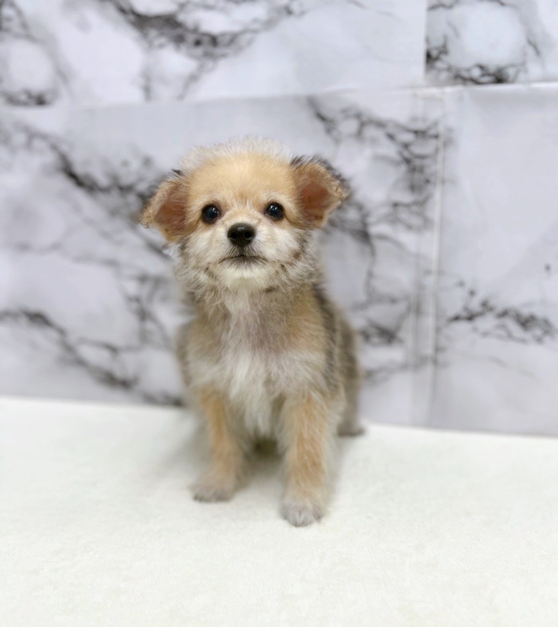 神奈川県のハーフ犬・ミックス犬 (かねだい東戸塚店/2025年6月1日生まれ/男の子/セーブル)の子犬の4枚目の画像