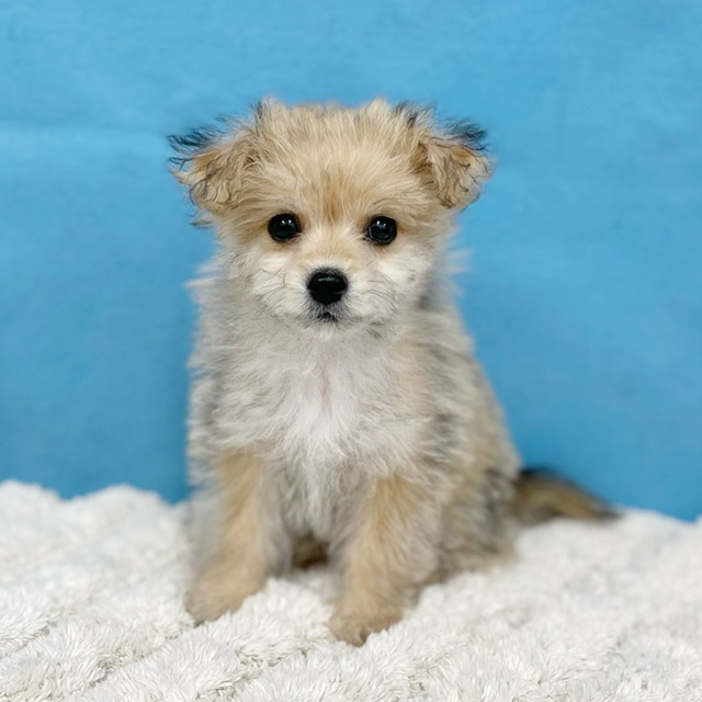 千葉県のハーフ犬・ミックス犬 (かねだい四街道店/2025年6月1日生まれ/女の子/その他色)の子犬の1枚目の画像