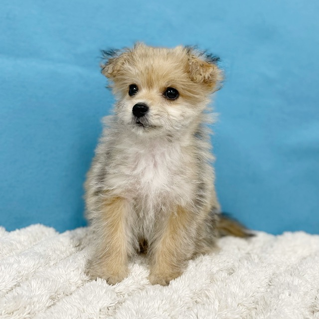 千葉県のハーフ犬・ミックス犬 (かねだい四街道店/2025年6月1日生まれ/女の子/その他色)の子犬の3枚目の画像