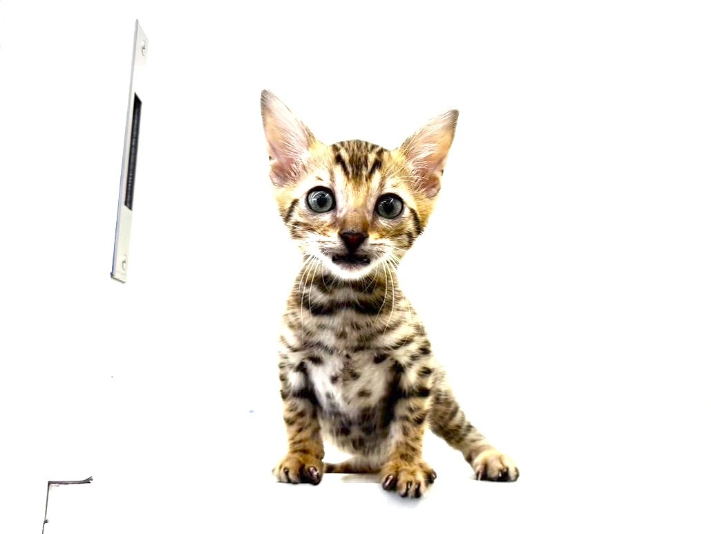 東京都のベンガル (かねだい本町田店/2025年6月20日生まれ/男の子/ブラウンスポットタビー)の子猫の1枚目の画像