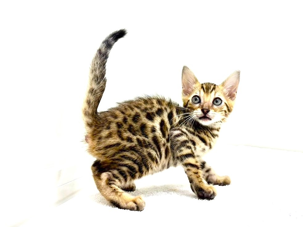 東京都のベンガル (かねだい本町田店/2025年6月20日生まれ/男の子/ブラウンスポットタビー)の子猫の2枚目の画像