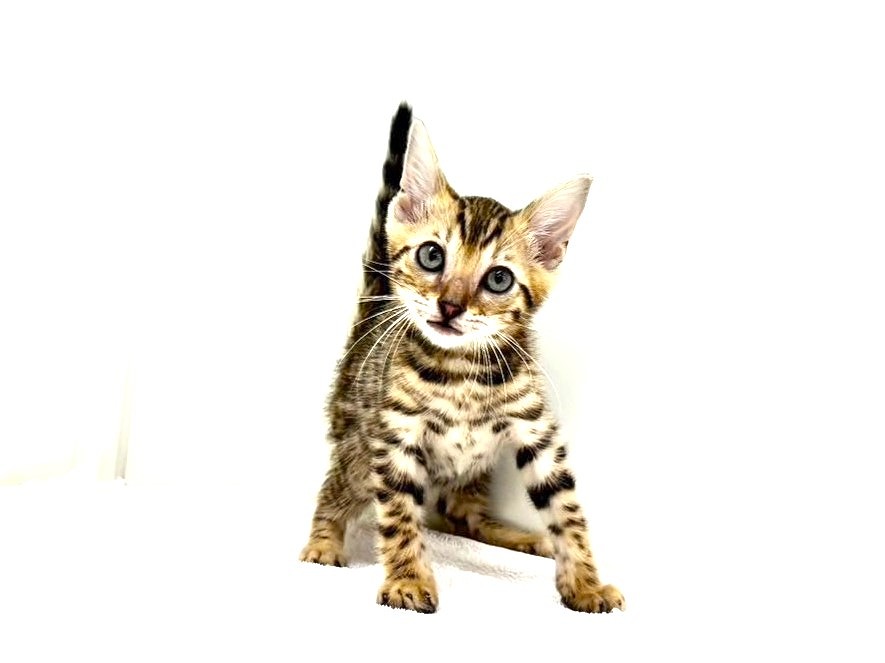 東京都のベンガル (かねだい本町田店/2025年6月20日生まれ/男の子/ブラウンスポットタビー)の子猫の3枚目の画像