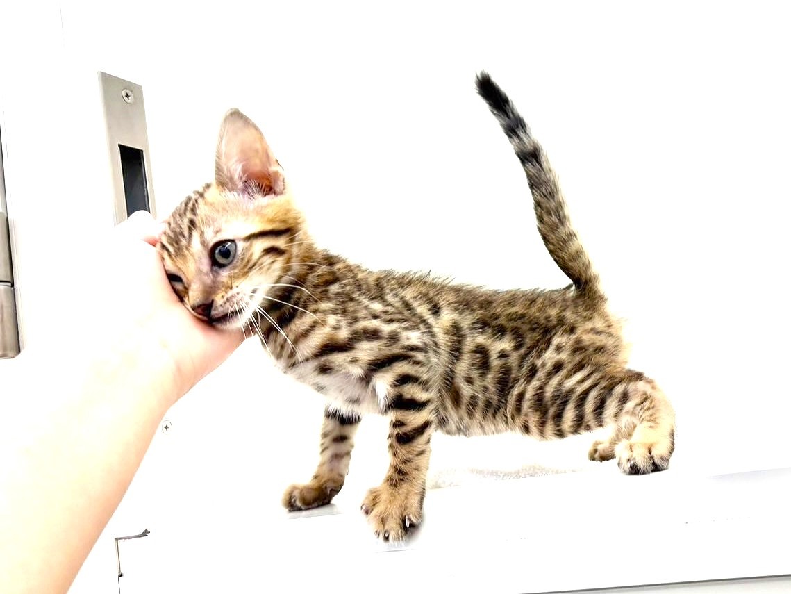東京都のベンガル (かねだい本町田店/2025年6月20日生まれ/男の子/ブラウンスポットタビー)の子猫の4枚目の画像