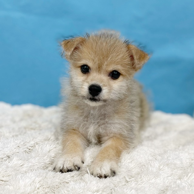 千葉県のハーフ犬・ミックス犬 (かねだい四街道店/2025年6月1日生まれ/男の子/その他色)の子犬の2枚目の画像