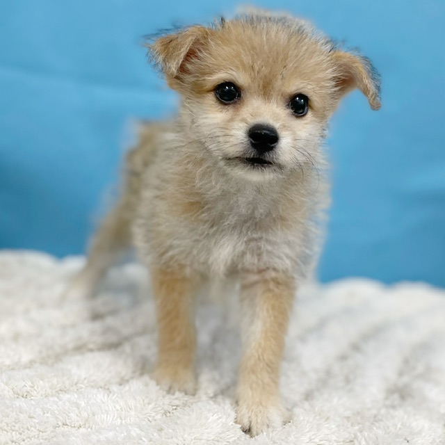 千葉県のハーフ犬・ミックス犬 (かねだい四街道店/2025年6月1日生まれ/男の子/その他色)の子犬の3枚目の画像