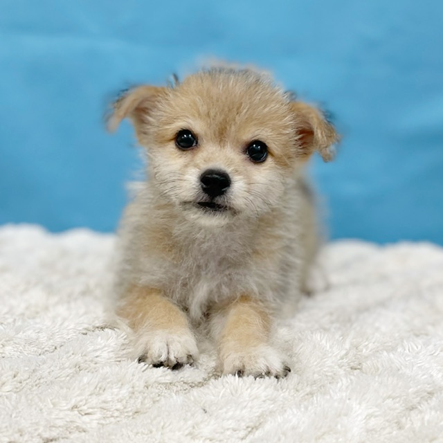 千葉県のハーフ犬・ミックス犬 (かねだい四街道店/2025年6月1日生まれ/男の子/その他色)の子犬の4枚目の画像