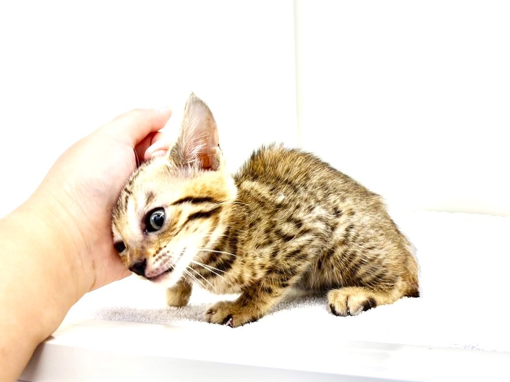 東京都のベンガル (かねだい本町田店/2025年6月20日生まれ/女の子/ブラウンスポットタビー)の子猫の3枚目の画像