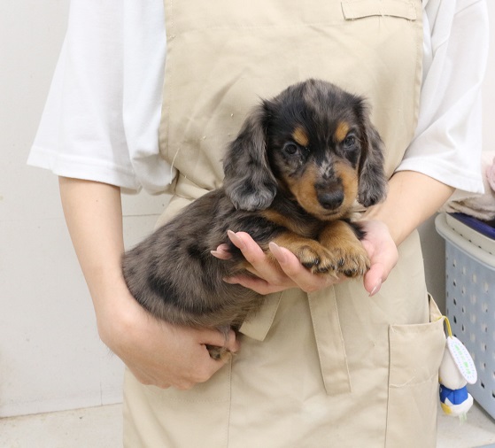 神奈川県のミニチュアダックスフンド(ロング) (かねだい伊勢原店/2025年6月22日生まれ/男の子/シルバーダップル)の子犬