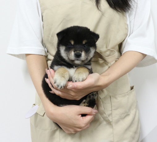 神奈川県の柴犬(標準サイズ) (かねだい伊勢原店/2025年6月21日生まれ/男の子/黒)の子犬