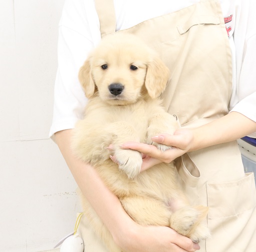 神奈川県のゴールデンレトリバー (かねだい伊勢原店/2025年6月21日生まれ/女の子/ゴールデン)の子犬