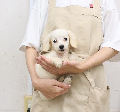 神奈川県のミニチュアダックスフンド(ロング) (かねだい伊勢原店/2025年6月20日生まれ/女の子/イエロー)の子犬