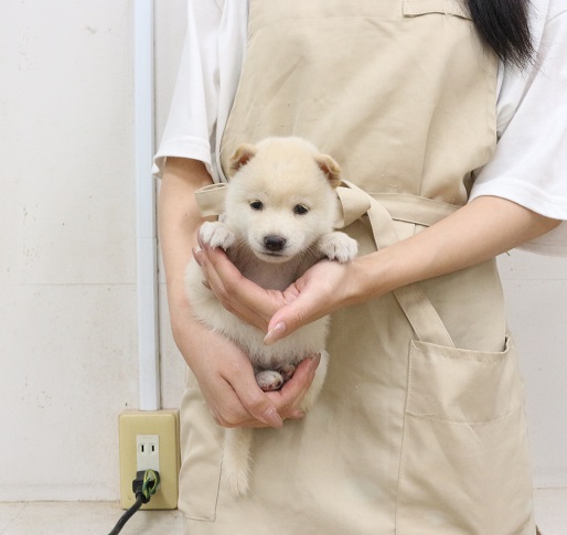 神奈川県の柴犬(標準サイズ) (かねだい伊勢原店/2025年6月21日生まれ/女の子/白)の子犬