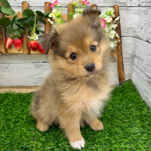 埼玉県のハーフ犬・ミックス犬 (かねだい所沢店/2025年6月7日生まれ/女の子/その他色)の子犬の1枚目の画像