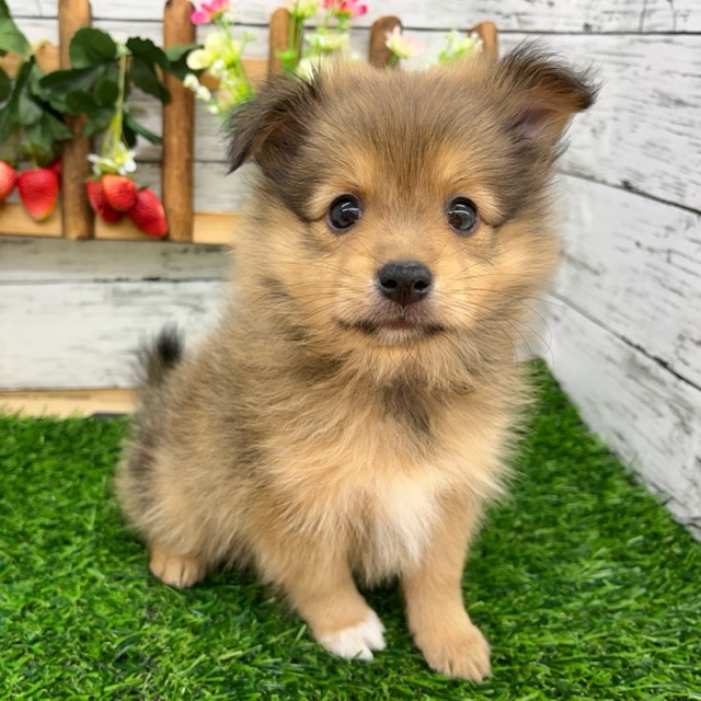 埼玉県のハーフ犬・ミックス犬 (かねだい所沢店/2025年6月7日生まれ/女の子/その他色)の子犬の2枚目の画像
