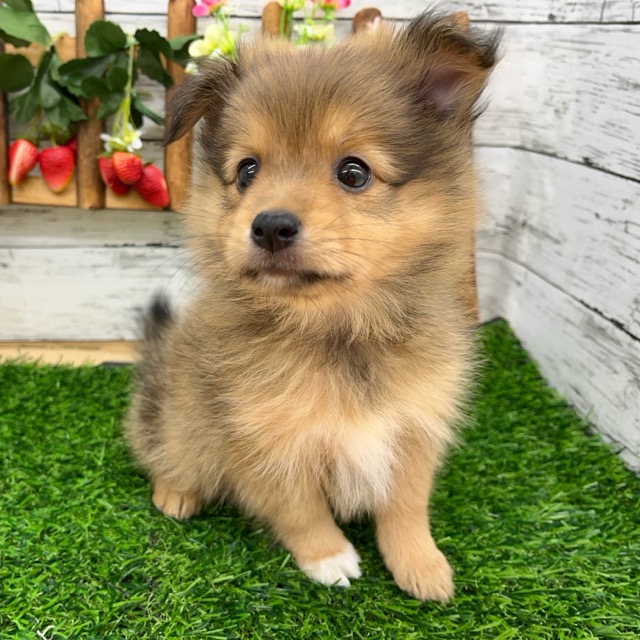 埼玉県のハーフ犬・ミックス犬 (かねだい所沢店/2025年6月7日生まれ/女の子/その他色)の子犬の3枚目の画像