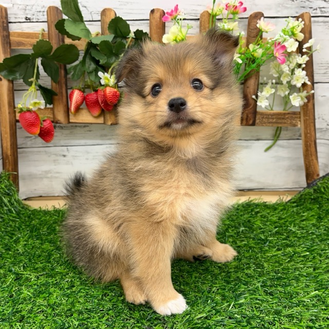 埼玉県のハーフ犬・ミックス犬 (かねだい所沢店/2025年6月7日生まれ/女の子/その他色)の子犬の4枚目の画像