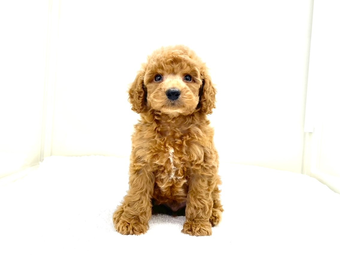 東京都のトイプードル(トイ) (かねだい本町田店/2025年6月22日生まれ/男の子/レッド)の子犬の2枚目の画像