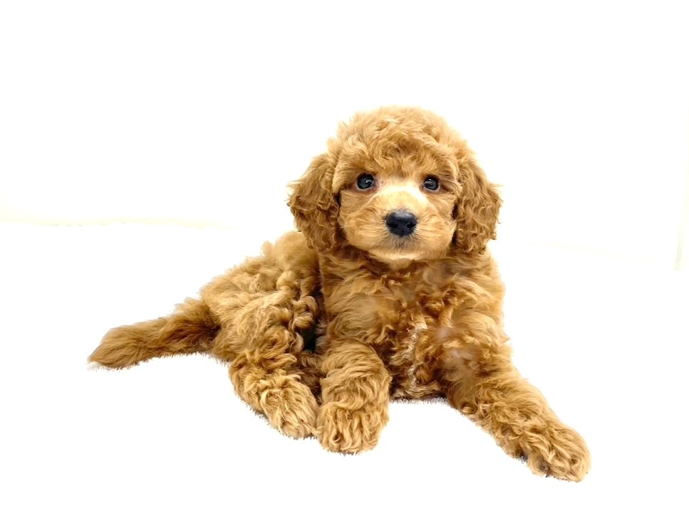 東京都のトイプードル(トイ) (かねだい本町田店/2025年6月22日生まれ/男の子/レッド)の子犬の3枚目の画像