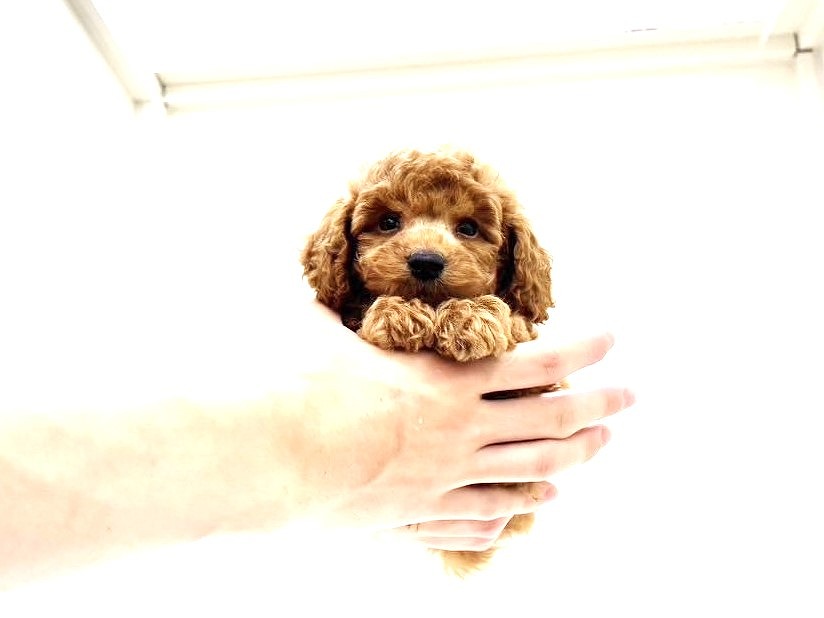 東京都のトイプードル(トイ) (かねだい本町田店/2025年6月22日生まれ/男の子/レッド)の子犬の4枚目の画像