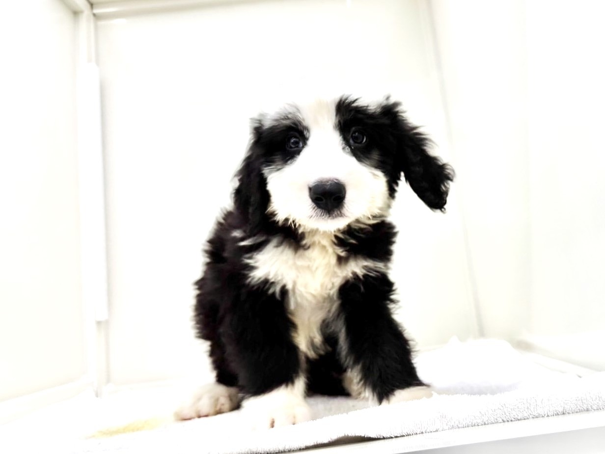 東京都のＭＩＸ犬　OEシープドッグ×バーニーズ (かねだい本町田店/2025年6月20日生まれ/男の子/ブラックホワイト)の子犬の1枚目の画像