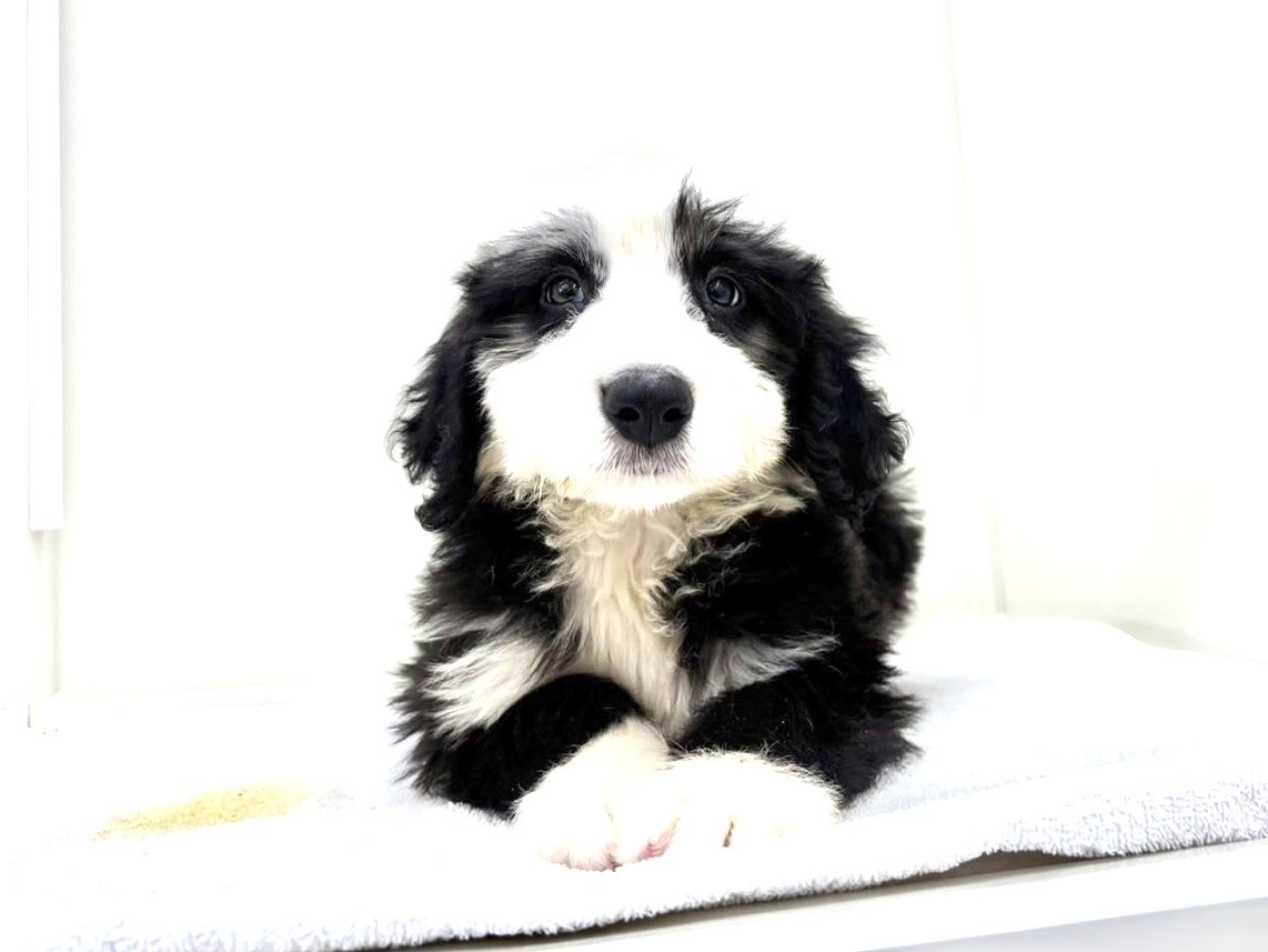 東京都のＭＩＸ犬　OEシープドッグ×バーニーズ (かねだい本町田店/2025年6月20日生まれ/男の子/ブラックホワイト)の子犬の2枚目の画像
