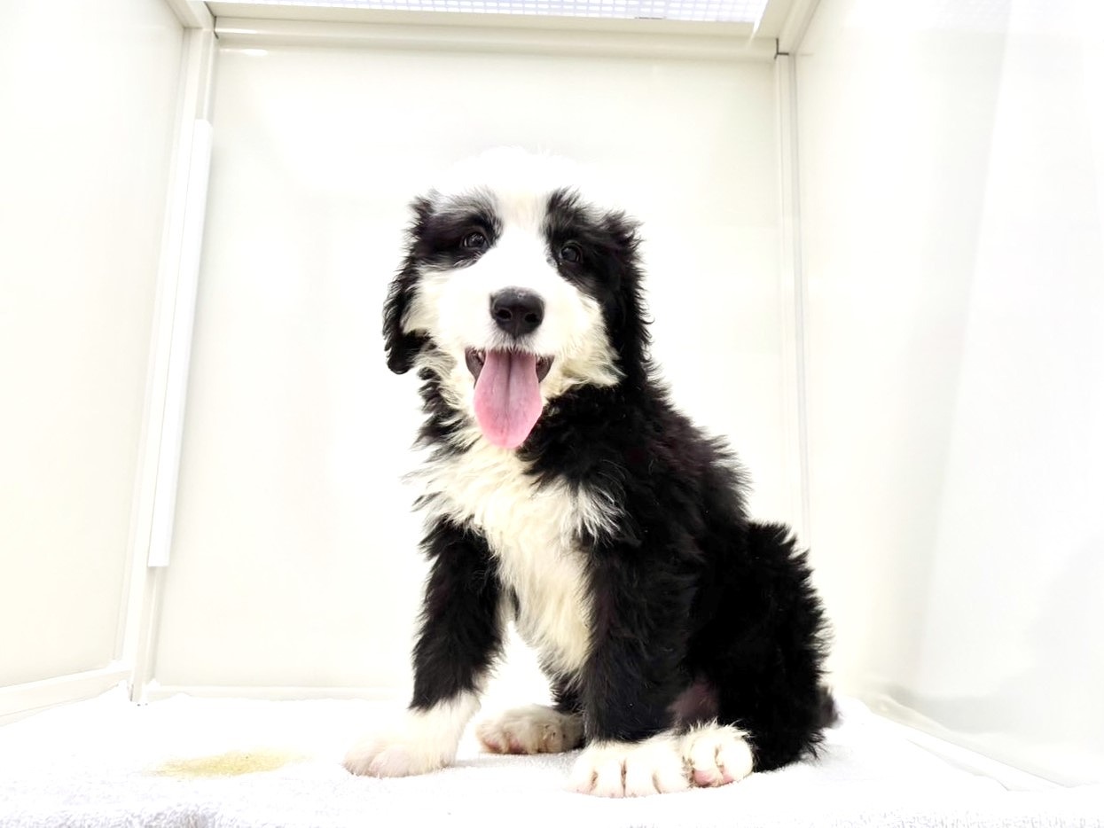 東京都のＭＩＸ犬　OEシープドッグ×バーニーズ (かねだい本町田店/2025年6月20日生まれ/男の子/ブラックホワイト)の子犬の3枚目の画像