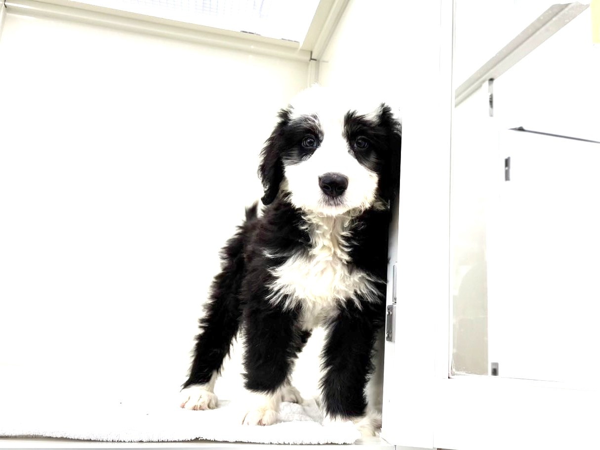 東京都のＭＩＸ犬　OEシープドッグ×バーニーズ (かねだい本町田店/2025年6月20日生まれ/男の子/ブラックホワイト)の子犬の4枚目の画像