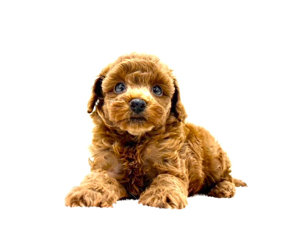 東京都のトイプードル(トイ) (かねだい本町田店/2025年6月19日生まれ/男の子/レッド)の子犬の1枚目の画像