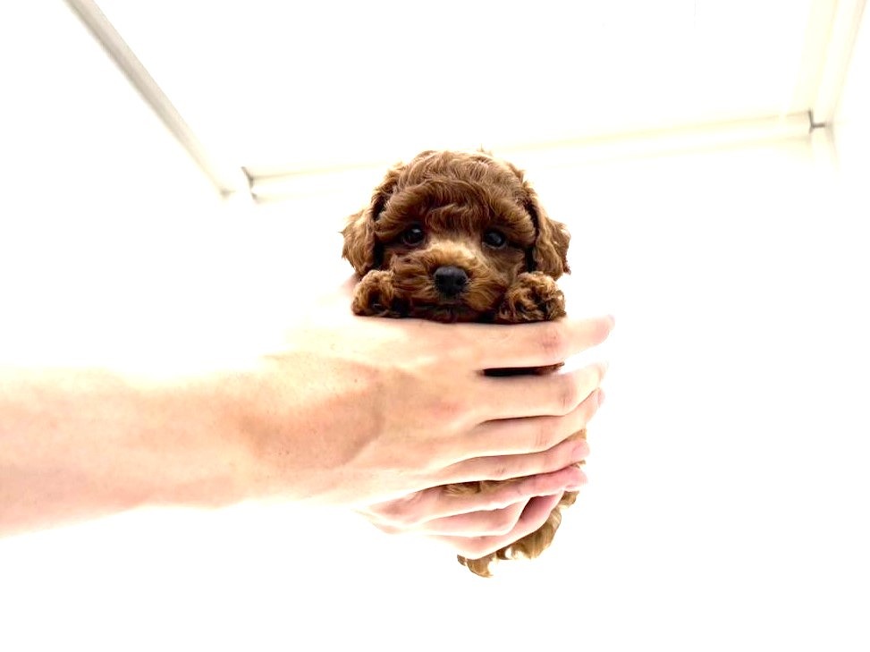 東京都のトイプードル(トイ) (かねだい本町田店/2025年6月19日生まれ/男の子/レッド)の子犬の4枚目の画像