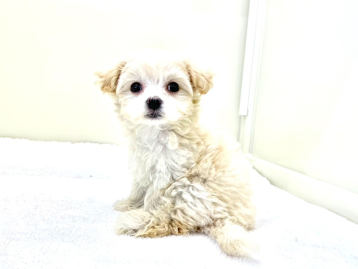 価格の安いMIX犬（父：マルチーズ 母：トイプードル