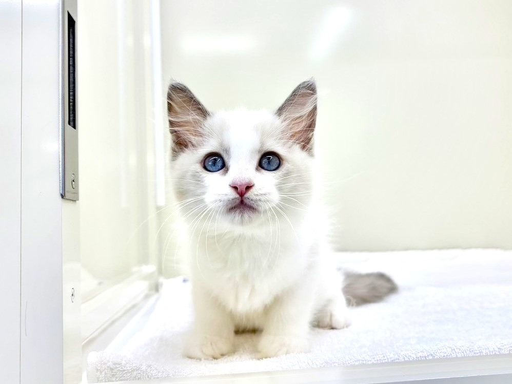 東京都のラグドール (かねだい本町田店/2025年6月14日生まれ/男の子/ブルーポイントバイカラー)の子猫の1枚目の画像
