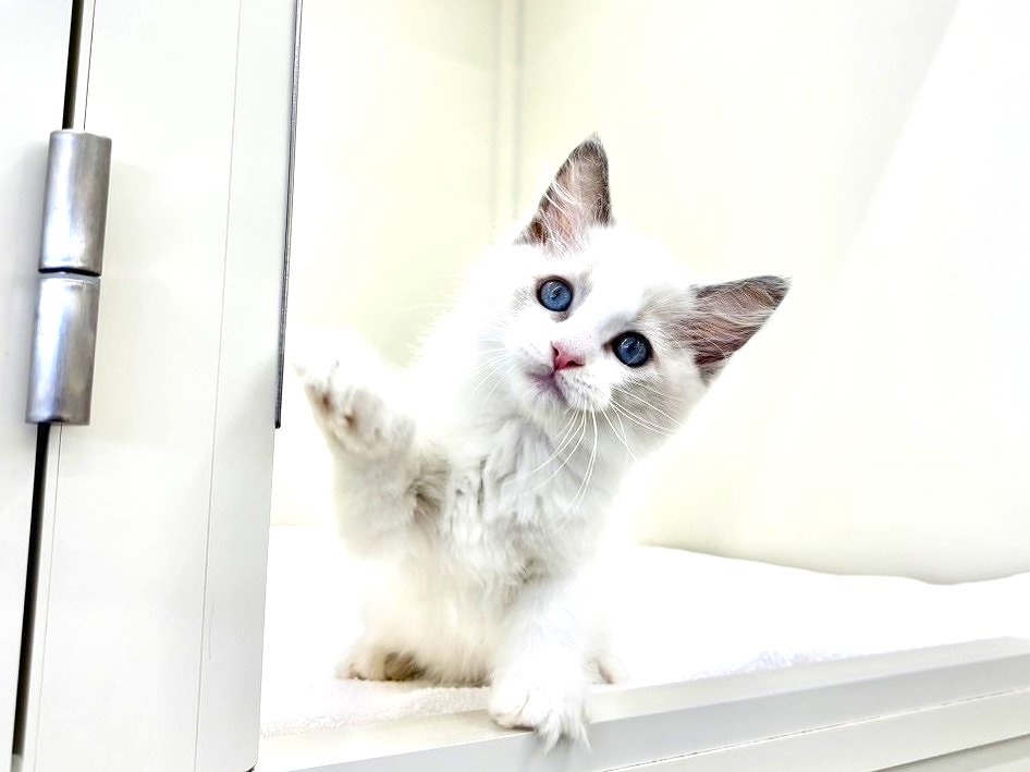 東京都のラグドール (かねだい本町田店/2025年6月14日生まれ/男の子/ブルーポイントバイカラー)の子猫の3枚目の画像