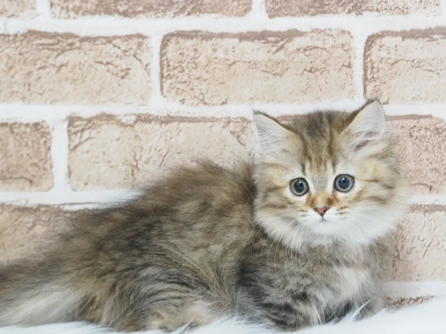 埼玉県のミヌエット (かねだい戸田店/2025年6月21日生まれ/女の子/チンチラゴールデン)の子猫の2枚目の画像