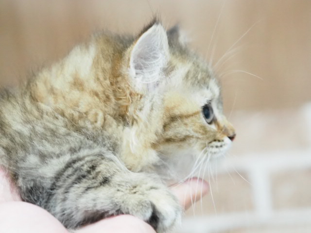 埼玉県のミヌエット (かねだい戸田店/2025年6月21日生まれ/女の子/チンチラゴールデン)の子猫の3枚目の画像