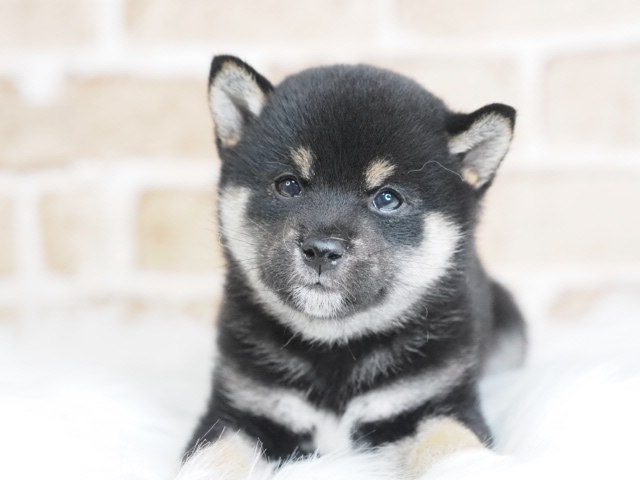 埼玉県の黒豆柴犬 (かねだい戸田店/2025年6月20日生まれ/男の子/黒)の子犬