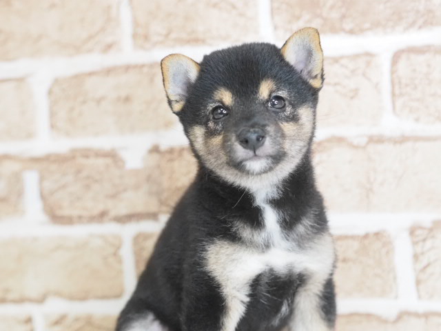 埼玉県の黒豆柴犬 (かねだい戸田店/2025年6月21日生まれ/女の子/黒)の子犬