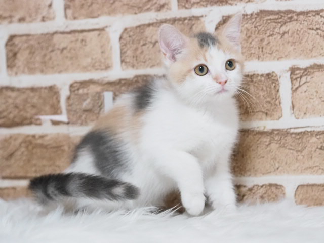 埼玉県のマンチカン (かねだい戸田店/2025年6月20日生まれ/女の子/ブルーパッチドタビー)の子猫の1枚目の画像
