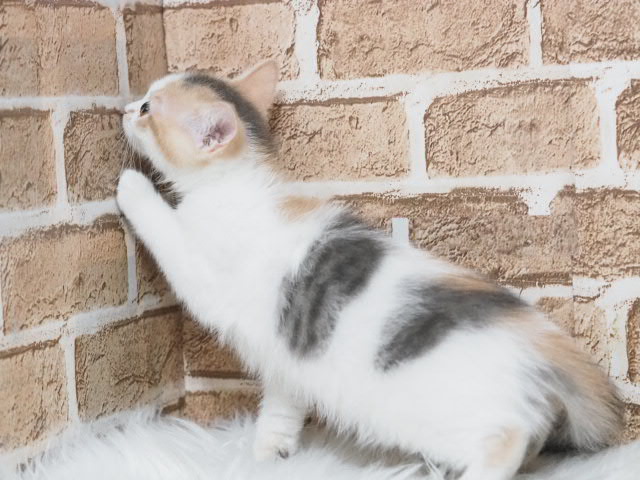 埼玉県のマンチカン (かねだい戸田店/2025年6月20日生まれ/女の子/ブルーパッチドタビー)の子猫の2枚目の画像