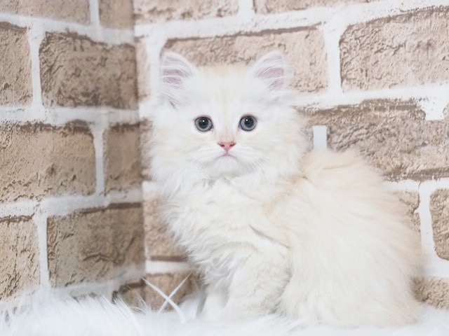 埼玉県のミヌエット (かねだい戸田店/2025年6月16日生まれ/男の子/シェルカメオ)の子猫