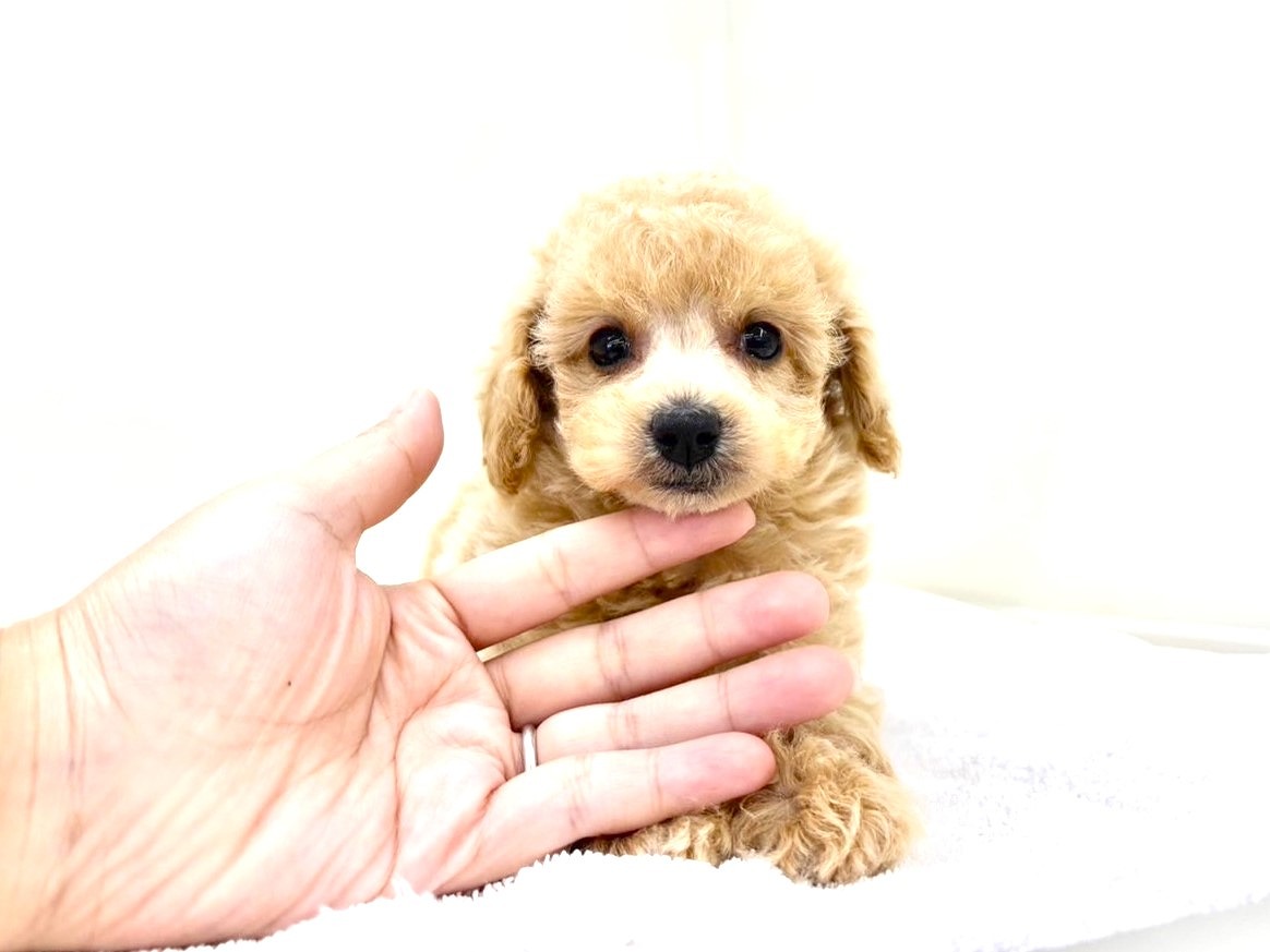 東京都のトイプードル(トイ) (かねだい本町田店/2025年6月22日生まれ/女の子/アプリコット)の子犬の4枚目の画像