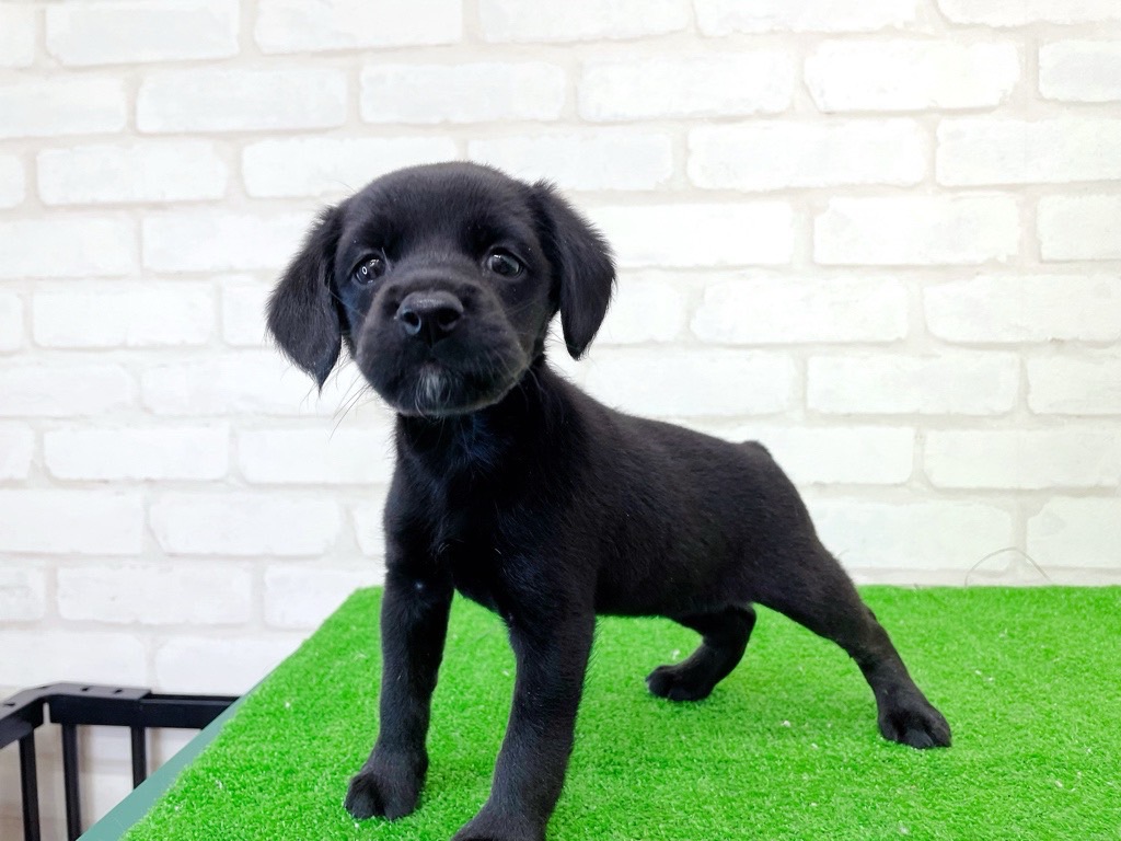 東京都のMIX犬　（父）ビーグル、（母）A.コッカー (かねだい立川店/2025年6月20日生まれ/女の子/ブラック)の子犬の3枚目の画像