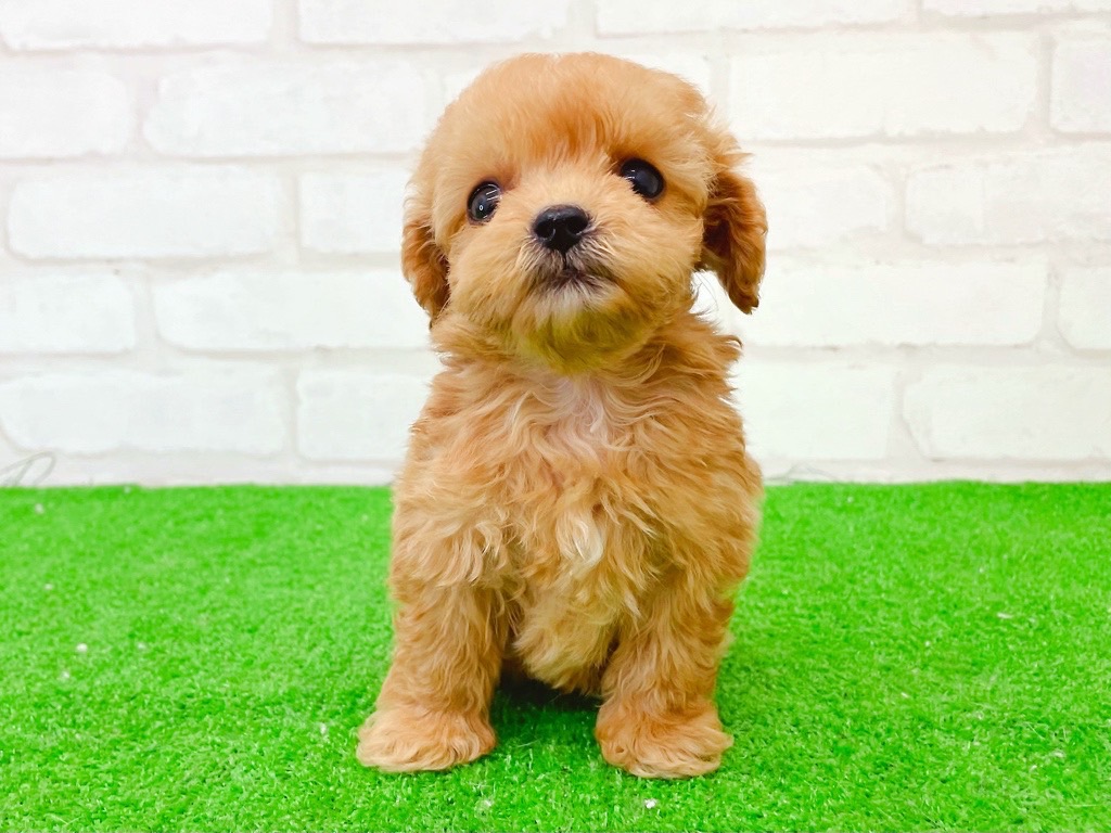 東京都のMIX犬　（父）ペキニーズ、（母）トイプードル (かねだい立川店/2025年6月22日生まれ/男の子/アプリコット)の子犬の2枚目の画像